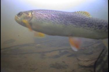 A coastal cutthroat in a stream near States Inn on San Juan Island