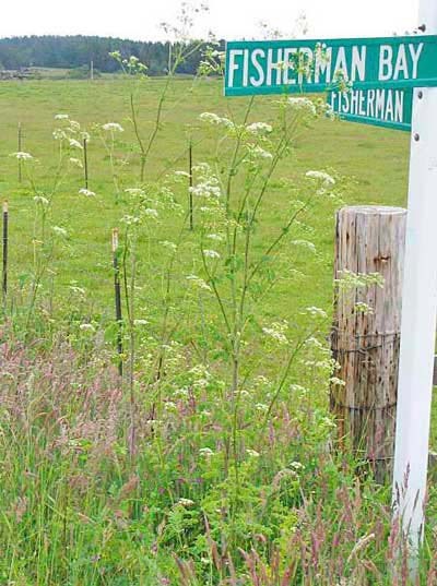 A patch of Poison Hemlock blooms in a field near Lopez Island's Fisherman Bay Road (foreground).