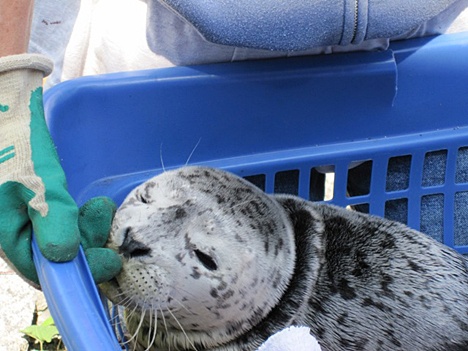 Amy Traxler took this seal pup to Wolf Hollow Wildlife Rehabilitation Center this afternoon. The seal pup was found on the pocket beach below Downriggers Restaurant. Traxler said the seal pup is malnourished.