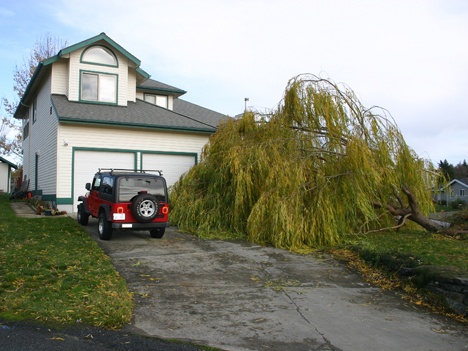 This tree toppled in Friday Harbor Assistant Fire Chief Frank Chaffee's front yard Nov. 16