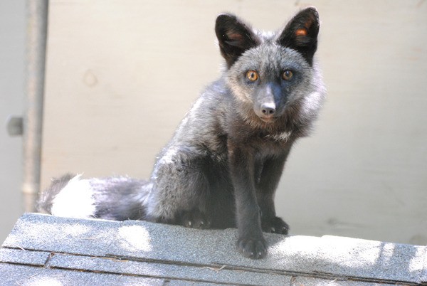 The lucky little fox on top of his den at Wolf Hollow