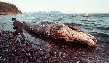 Exxon Valdez oil spill victim.