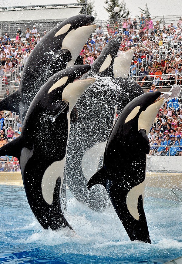 Four of SeaWorld San Diego’s killer whales leap out of the water during 'Believe