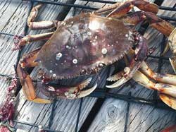 Recreational crabbing season reopens