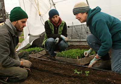 Synergy Farm's Susan Corning demonstrates the finer points of planting peas for interns Josh Kraetsch