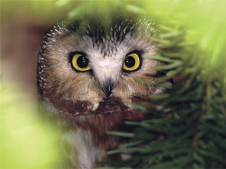 A saw whet owl finds a helpful hand and a chance to recover at Wolf Hollow Wildlife Rehabilitation Center. The San Juan Island-based rehab center attended to