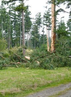 An electrical storm in the early morning hours of Friday the 13th delivered a devastating blow to a 80-foot tall Douglas Fir on Lopez Island