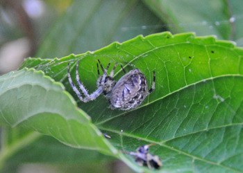 A European spider spins a web on a leaf of a hydrangea bush in late summer.