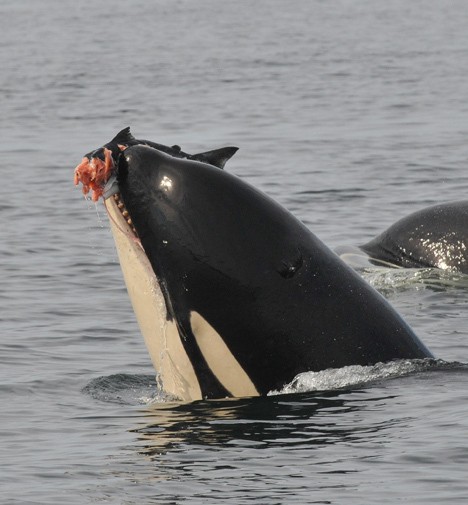 More than $1.4 million will be invested in salmon habitat recovery projects in the San Juan Islands. The awards were announced Dec. 15 by the Salmon Recovery Funding Board.