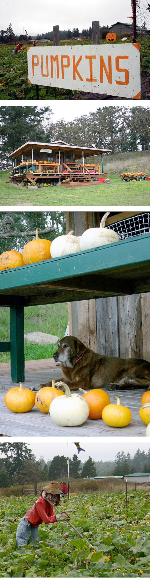 Top photo: The pumpkins are plump at Guard and Connie Sundstrom's farm on San Juan Valley Road. Second photo: A salvaged building and salvaged materials contributed to the construction of this farm store