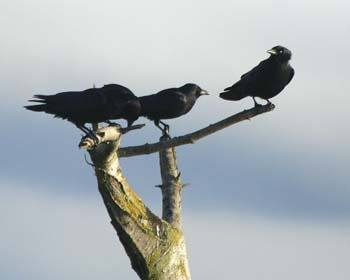 Annual Christmas Bird Count is this weekend