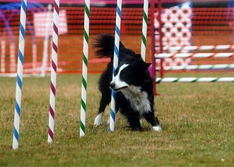 Bonnie shows off on the agility course. She’s one of the star performers with the Flying Dingo Agility team that will be at the animal shelter’s Wags to Riches event July 25.
