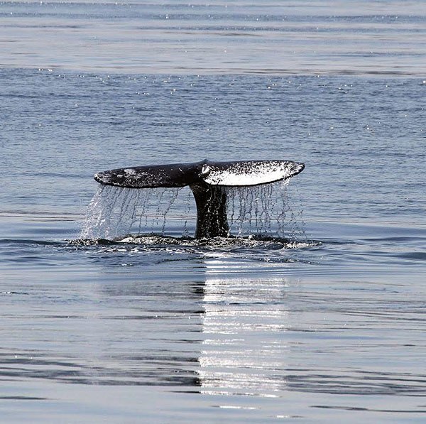 One of the “Saratoga” Gray Whales