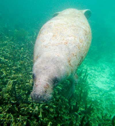 The feeding habits of Mexico's endangered Antillean manatee will be featured at Wednesday