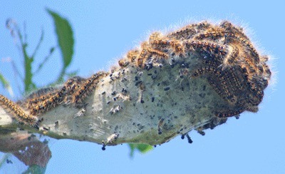 A cocoon of tent caterpillars envelopes a branch of a tree near Friday Harbor airport.