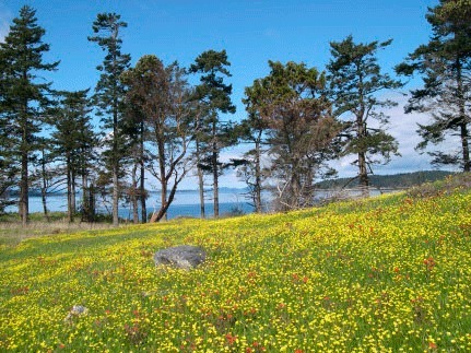 Spring wildflowers