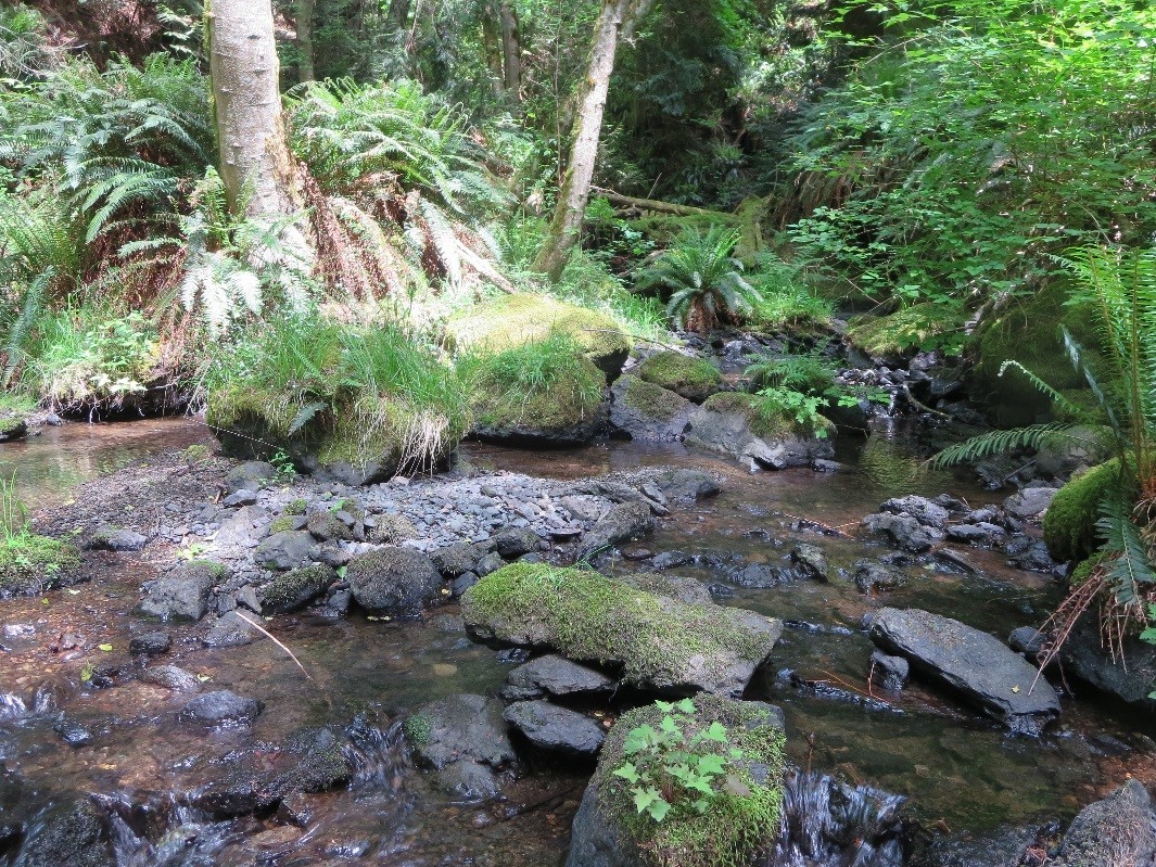 Stream Corridor and Salmon Spawning Habitat Protected