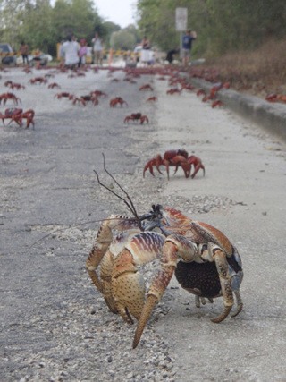 A colony of land crabs slowed traffic on Sutton Road