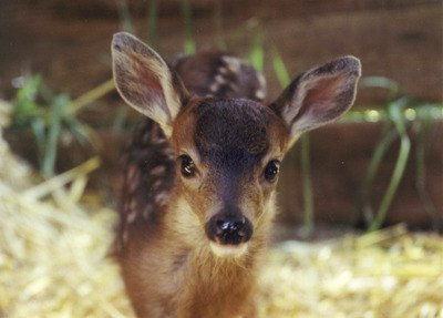 This doe-eyed four legged creature is a nemesis of the Master Gardener.