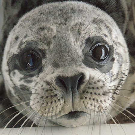 To help a stranded seal pup