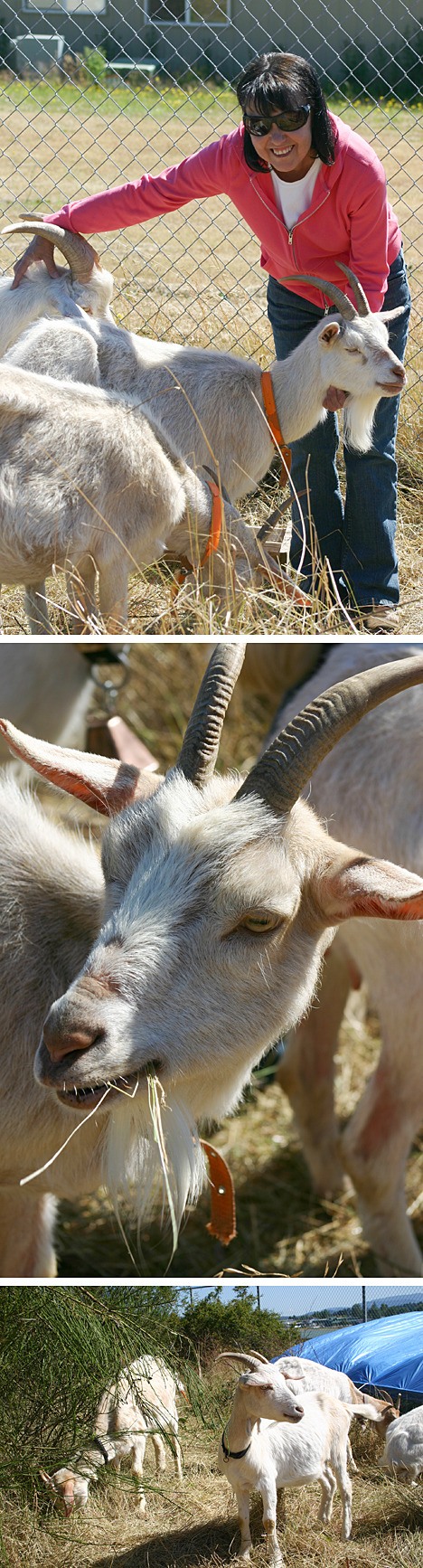 These were the pound puppies of ruminants. Once abandoned