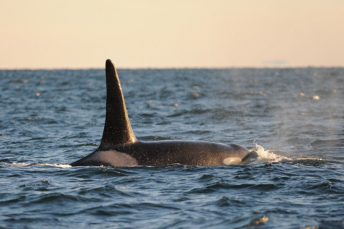 Center for Whale Research confirms dead orca