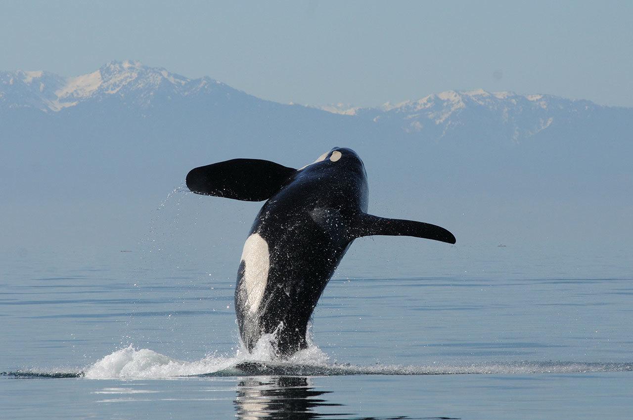 Contributed Photo/Center for Whale Research                                J-34, photoed above, frequented the Salish Sea and was found dead in Canada on Wednesday, Dec. 21.