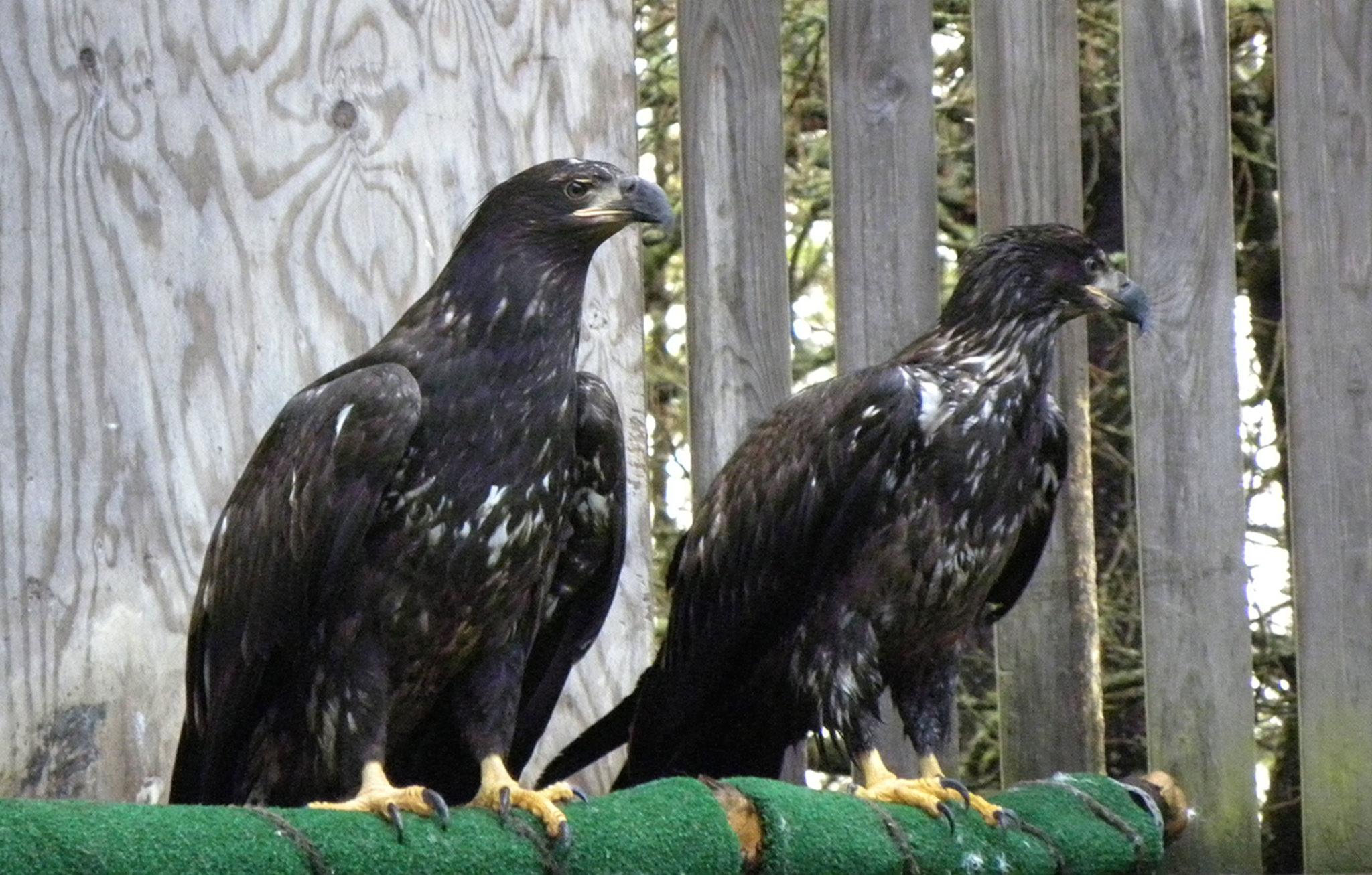 Wolf Hollow releases two juvenile bald eagles