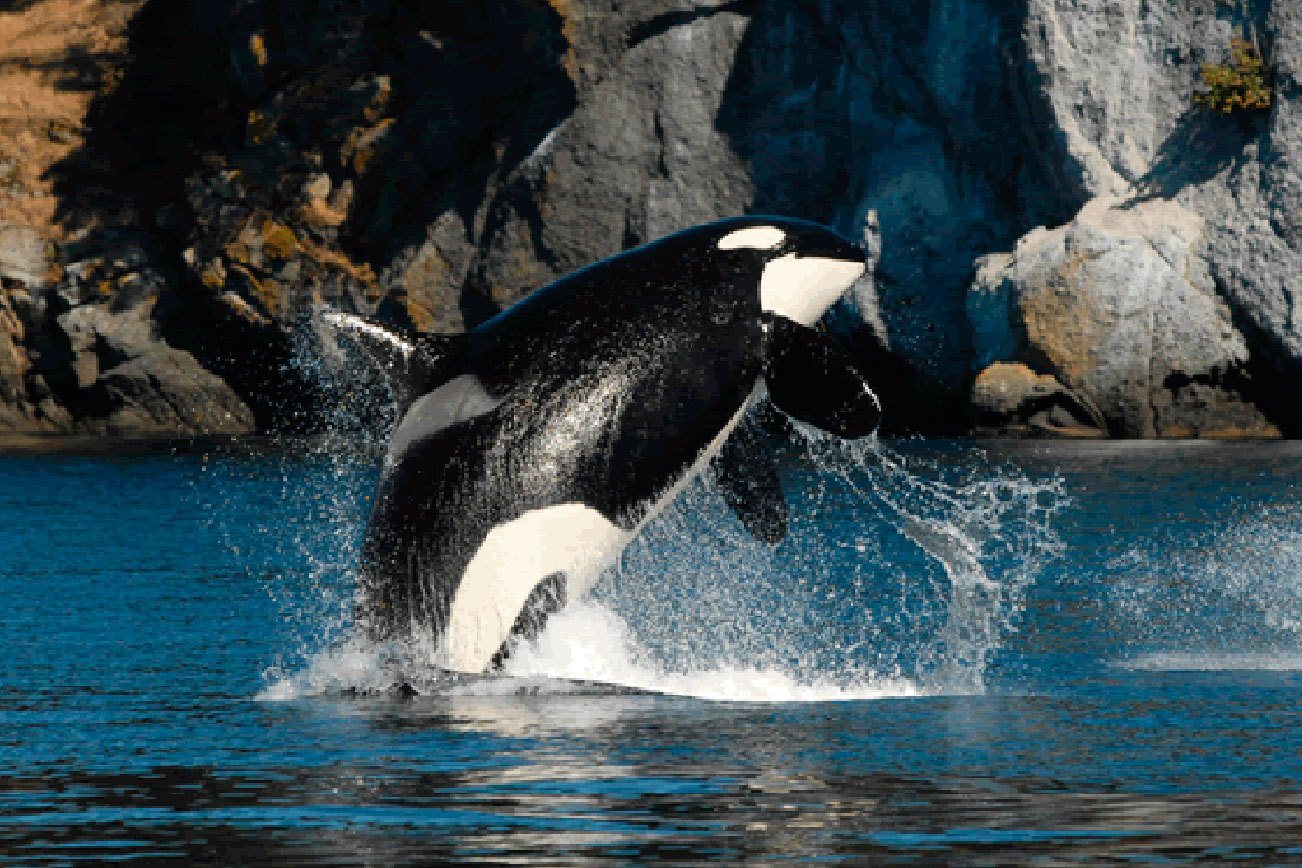 Community potluck set to honor orca Granny