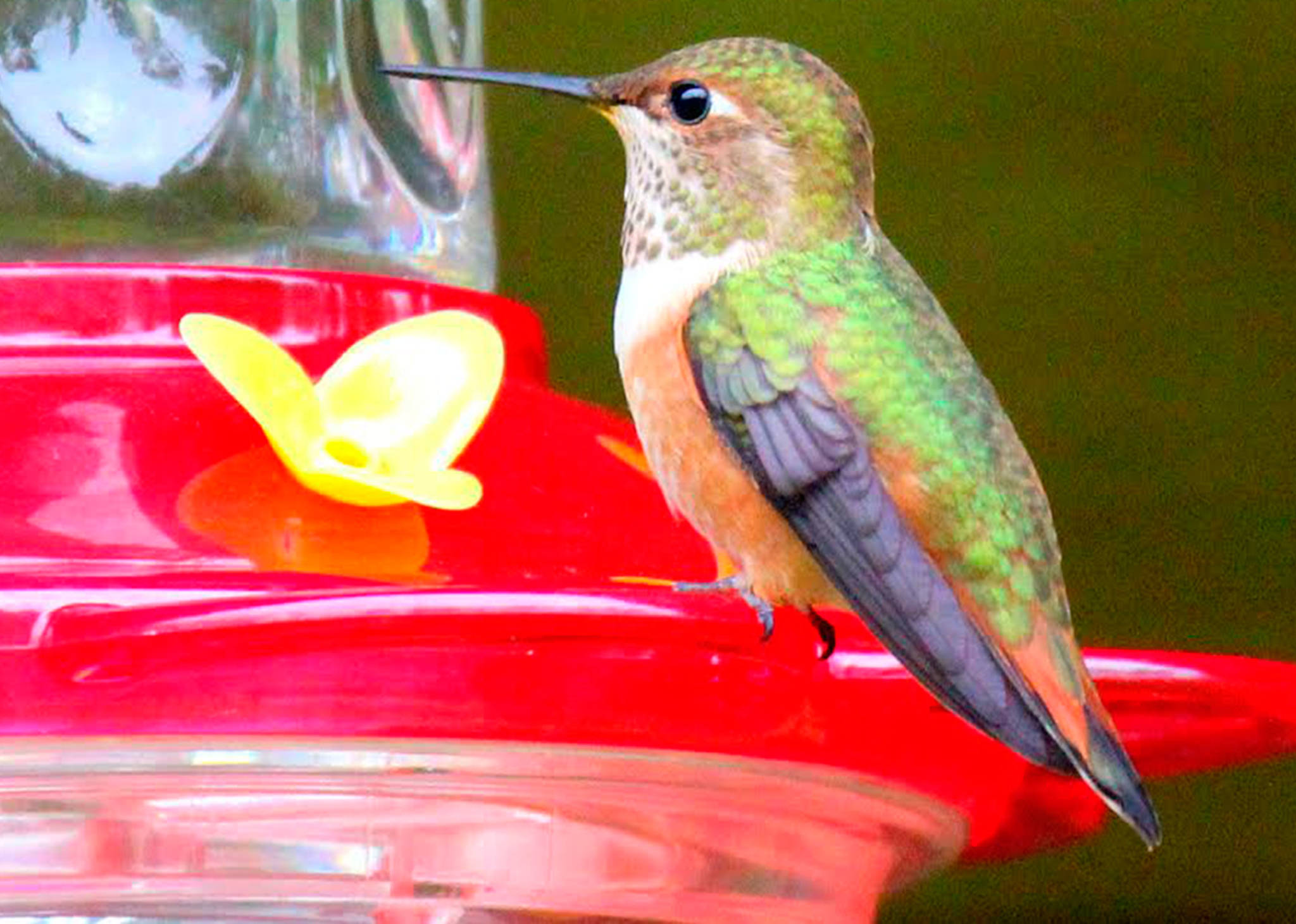 Rufous hummingbirds return to the San Juans