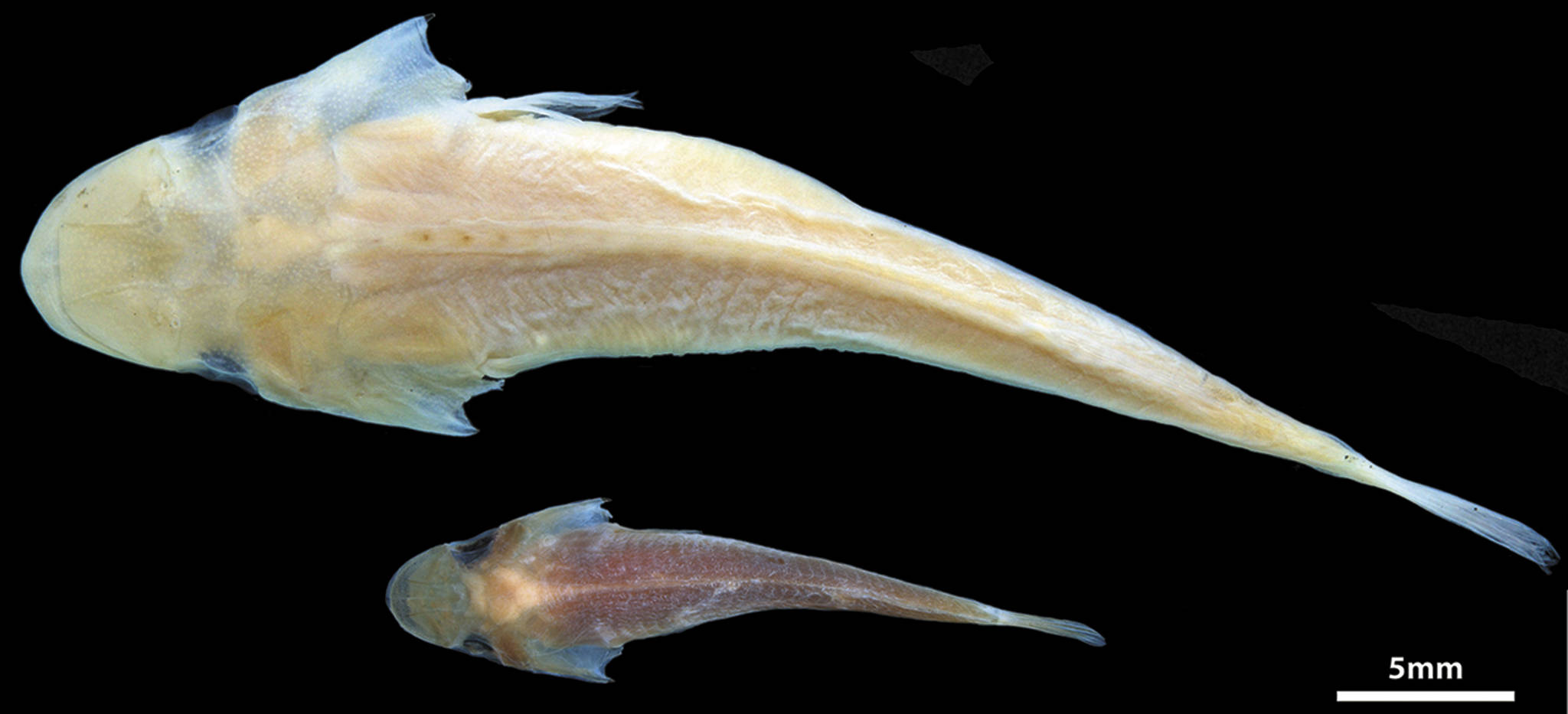 New, toothy fish discovered by the University of Washington