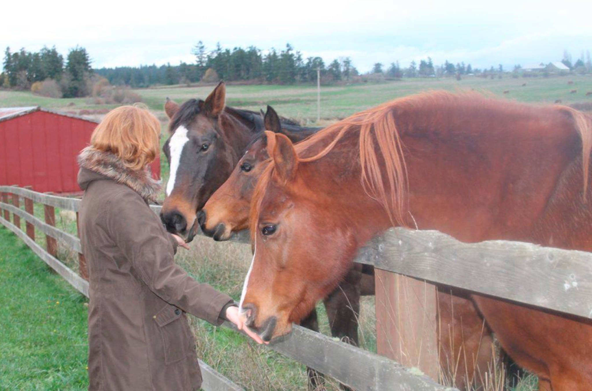 Celebrate Help a Horse Day at Island Haven Animal Sanctuary