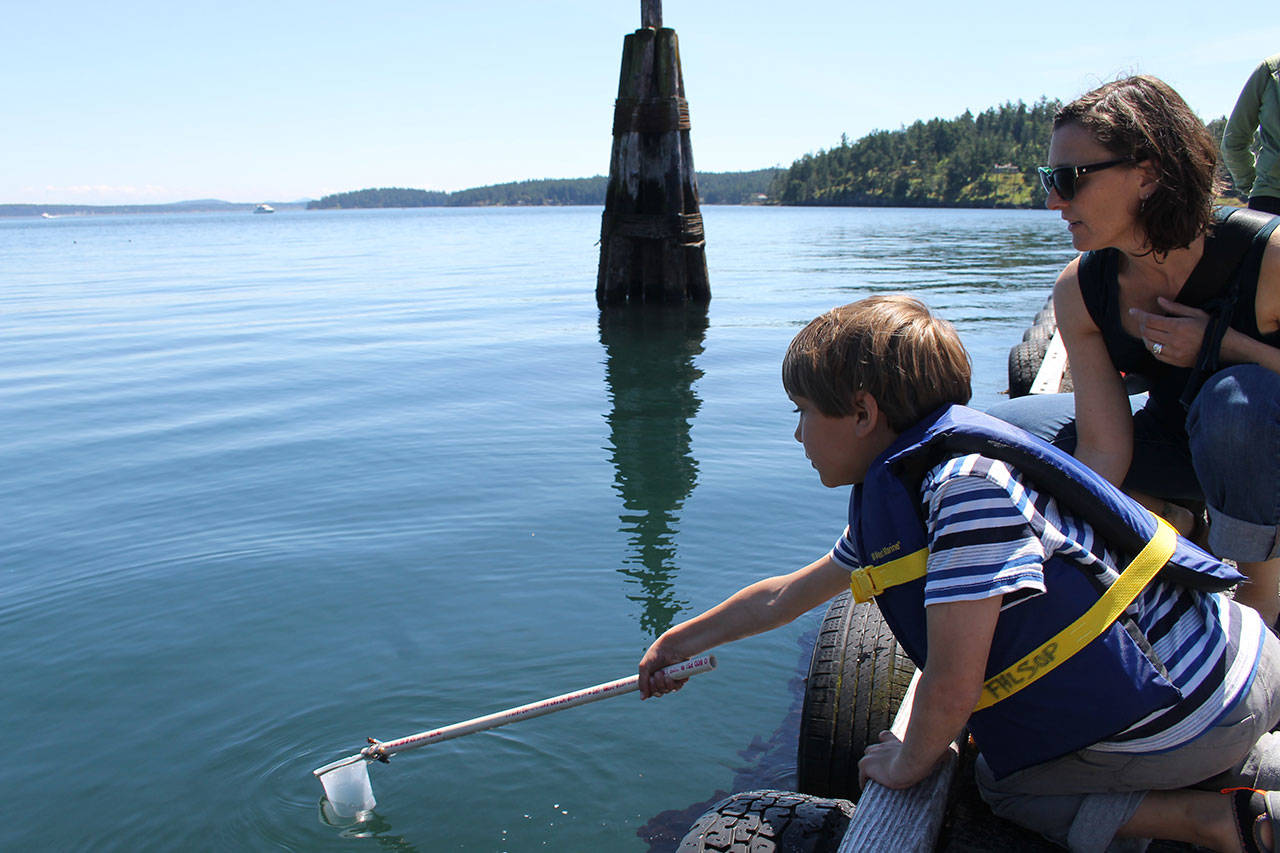 Staff photo/Hayley Day                                Islanders scooped marine creatures like jellyfish from the pier.