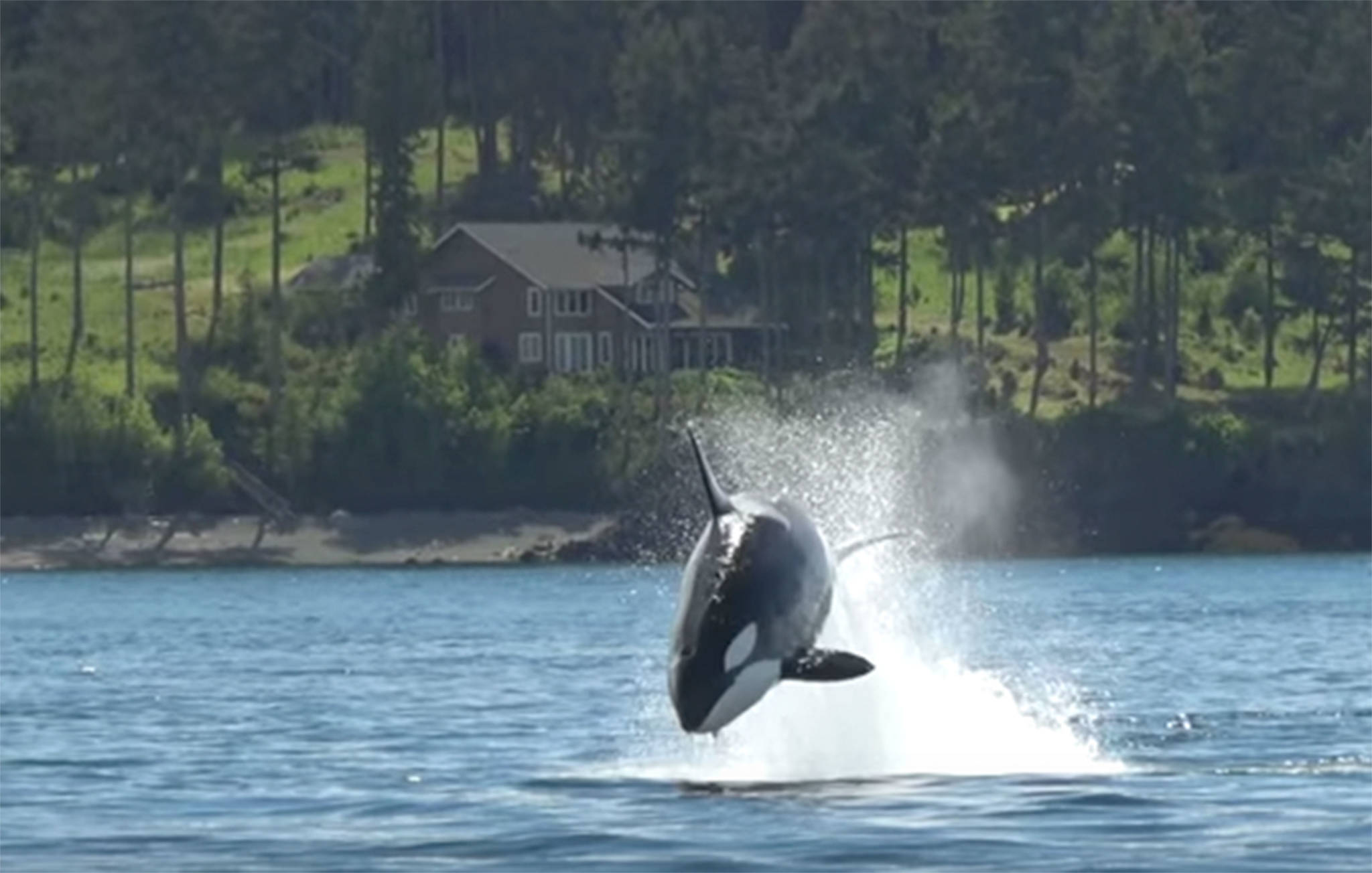 Transient killer whales off San Juan Island’s north shore | Video