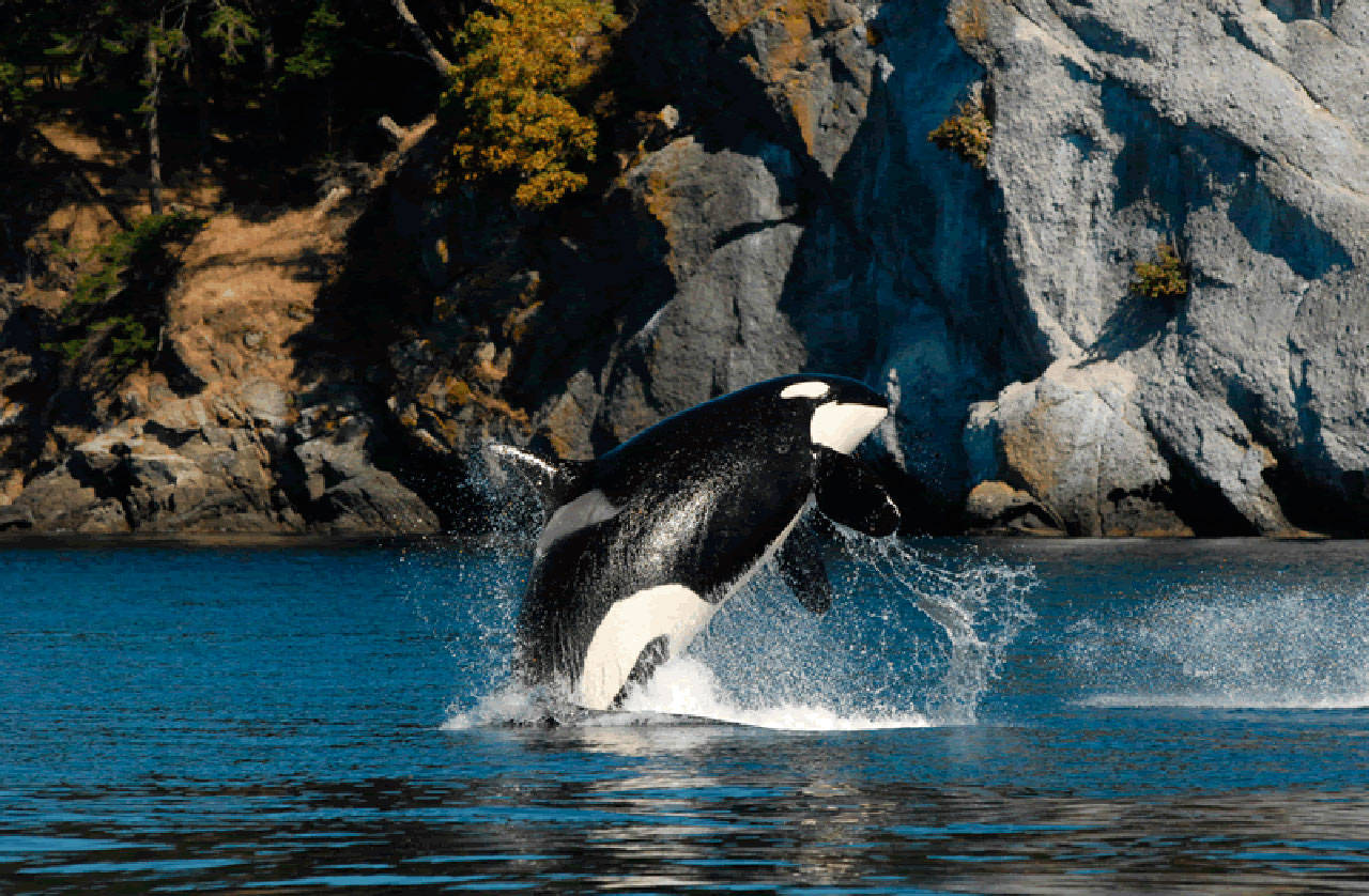 Contributed photo/Dave Elllfrit, Center for Whale Research                                Granny, the once oldest-known Southern resident killer whale, breaches in 2008. The Center for Whale Research listed her as missing and presumed dead in early 2017.