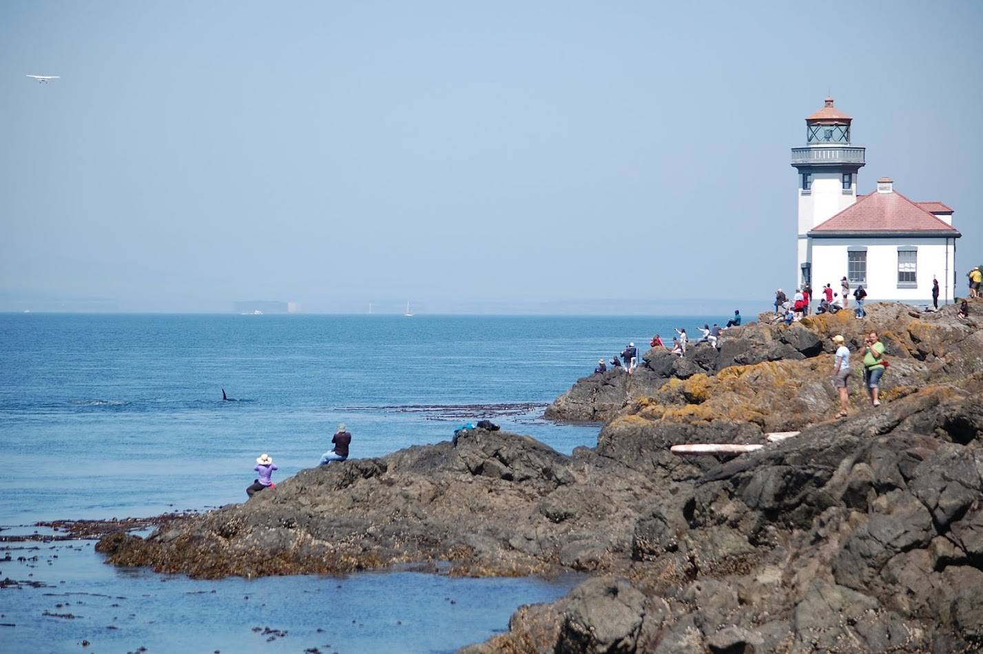 Contributed photo/ Jenny Atkinson                                The whales passing by during the annual Orcas Sing.