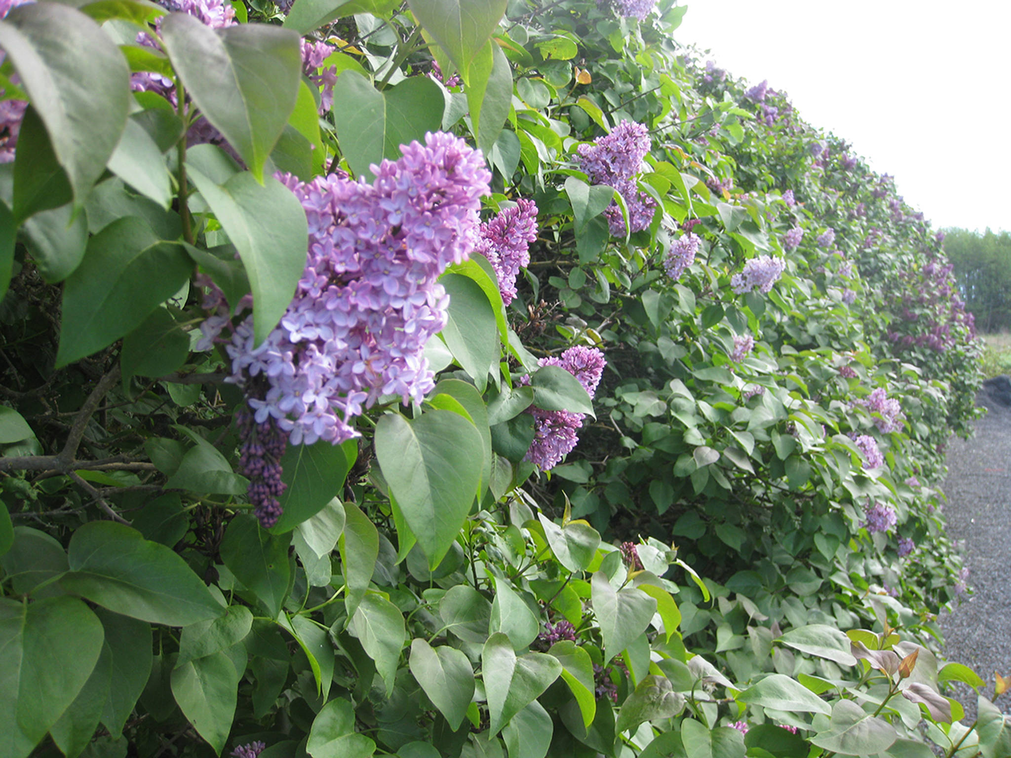 San Juan Island garden tour blooms on June 10