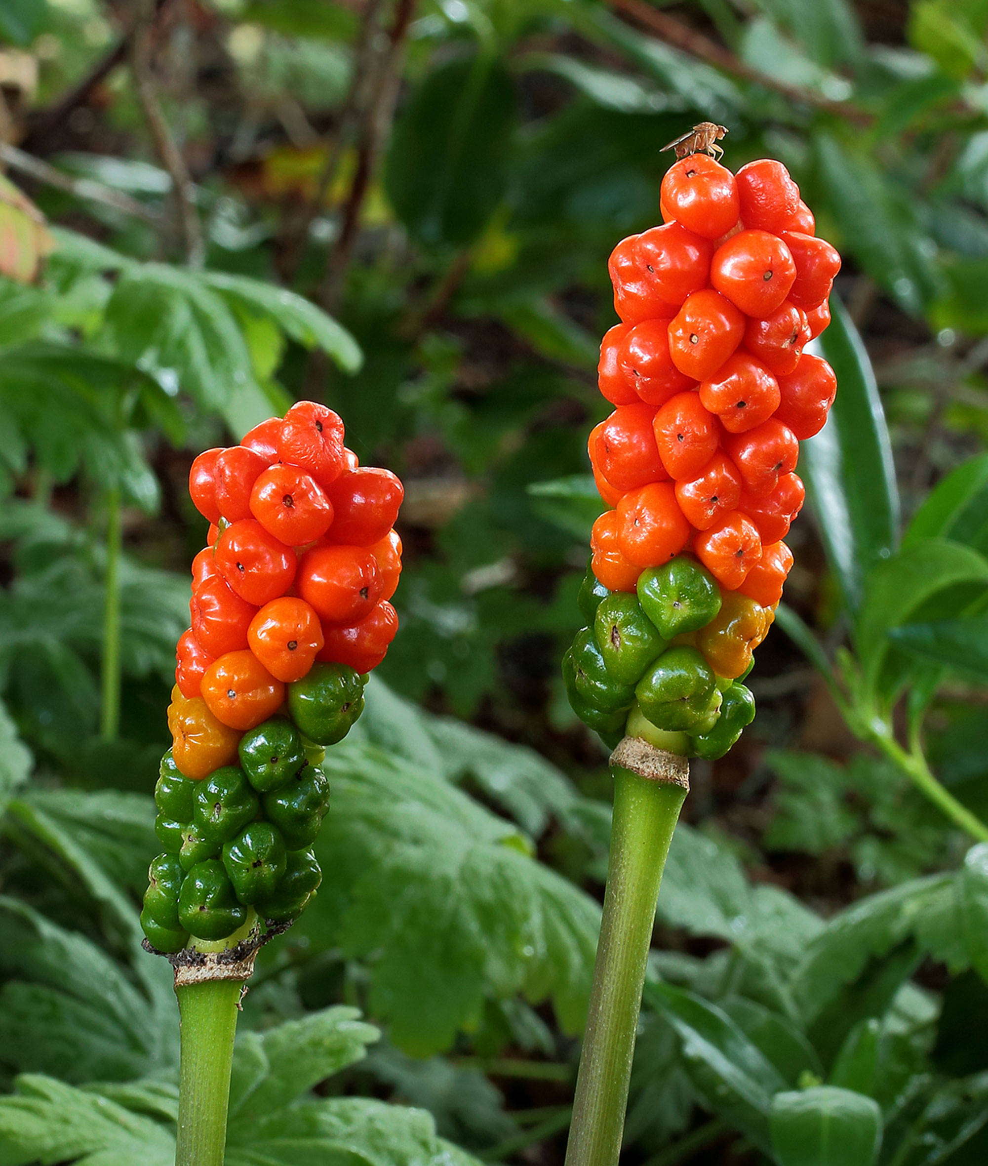 Noxious weed alert | Italian arum