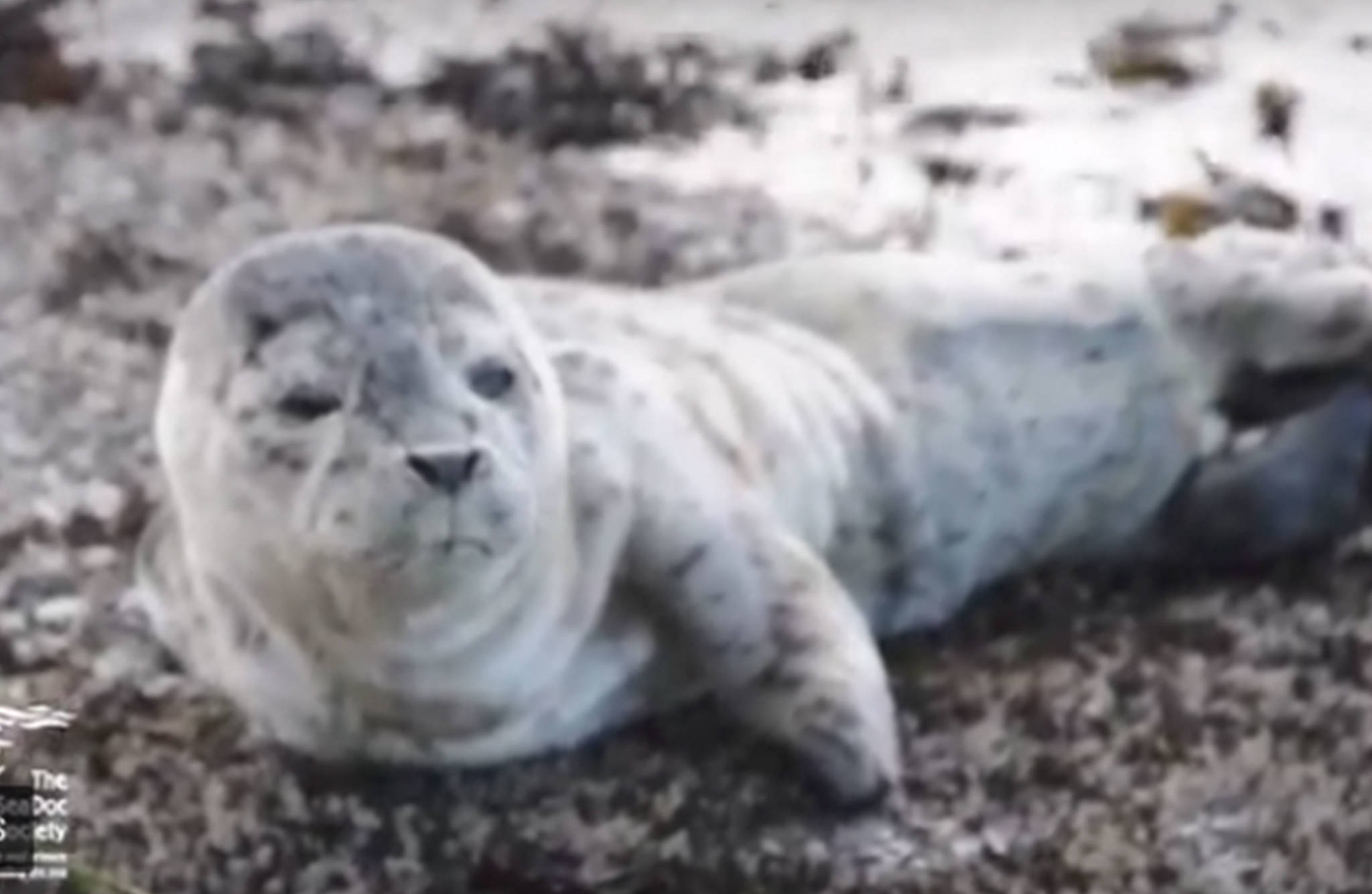 SeaDoc interns help stranded harbor seal pup | Video