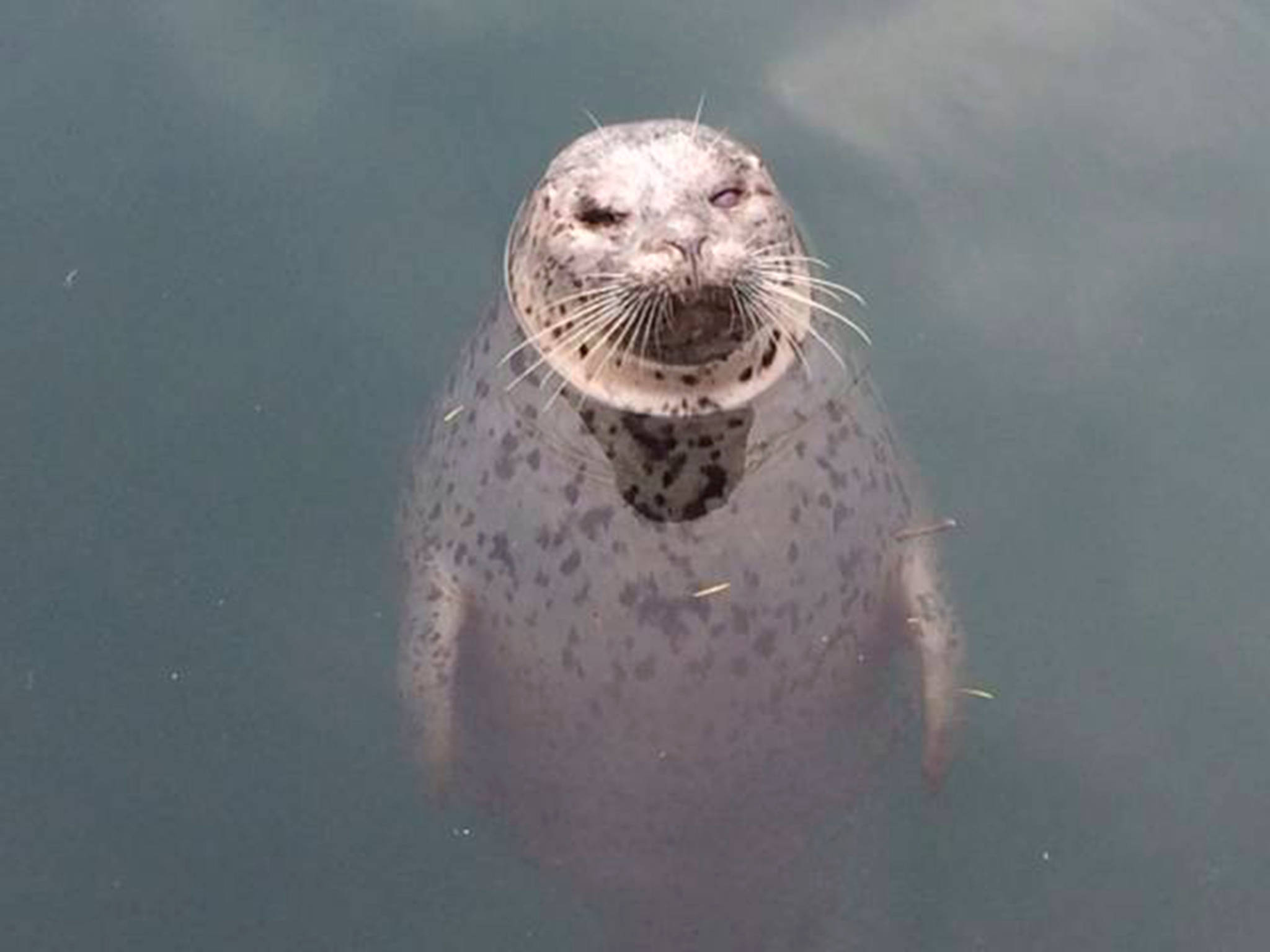 Popeye, the harbor seal, bites a tourist | Update