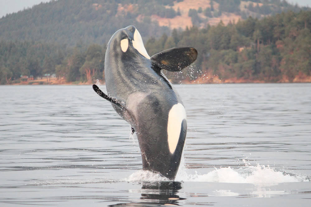 Contributed photo/Melisa Pinnow, Center for Whale Research.                                L113 breaching.