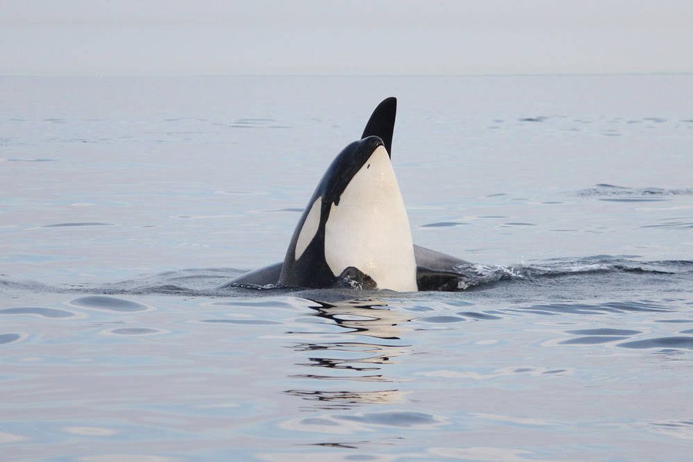 Contributed photo/Melisa Pinnow, Center for Whale Research                                K 16 spy hopping next to K 35.