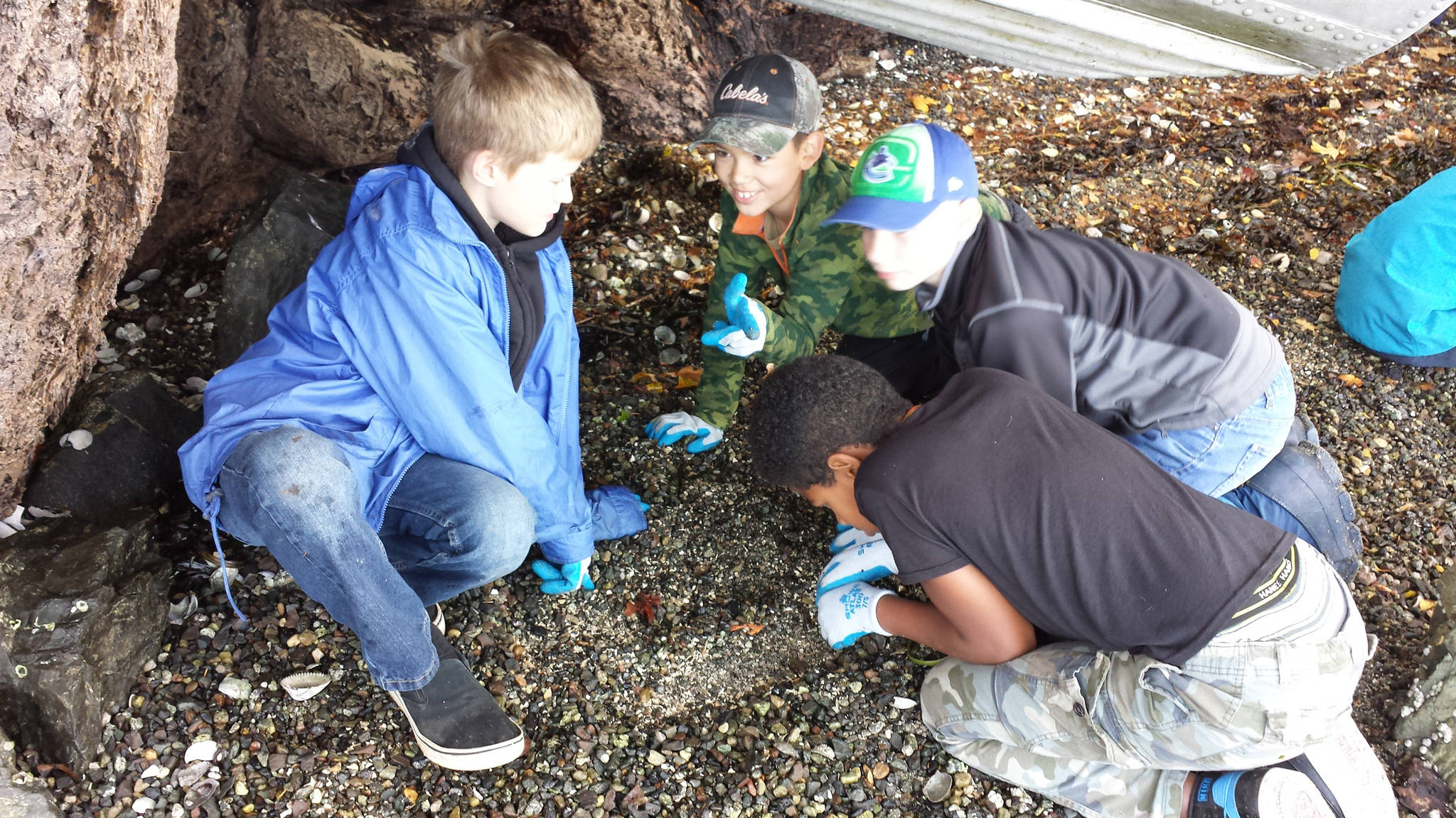 Contributed photo/Friends of the San Juans                                Shaw Island students find smelt eggs.