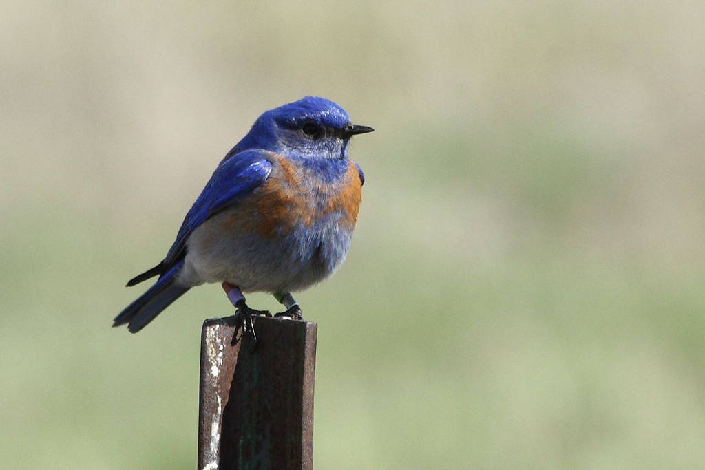 Contributed photo/ San Juan Preservation Trust                                A Western bluebird