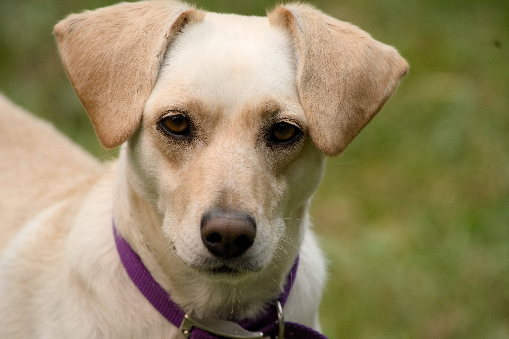 Contributed photo. Zippy a yellow lab mix rescued from The Lakeside Spay Neuter Clinic in Chapala, Mexico