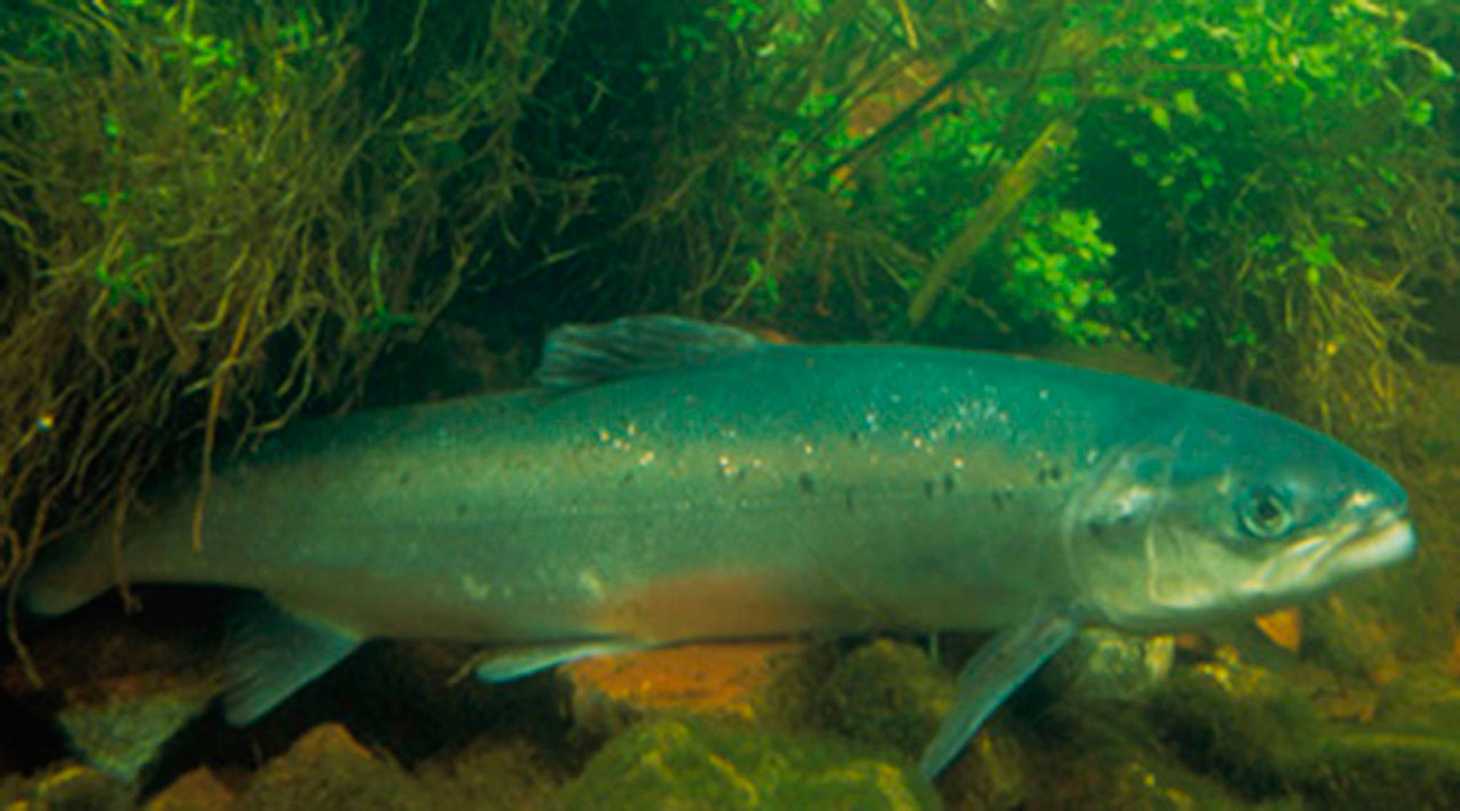 Cooke’s negligence was primary cause of Atlantic Salmon net pen collapse