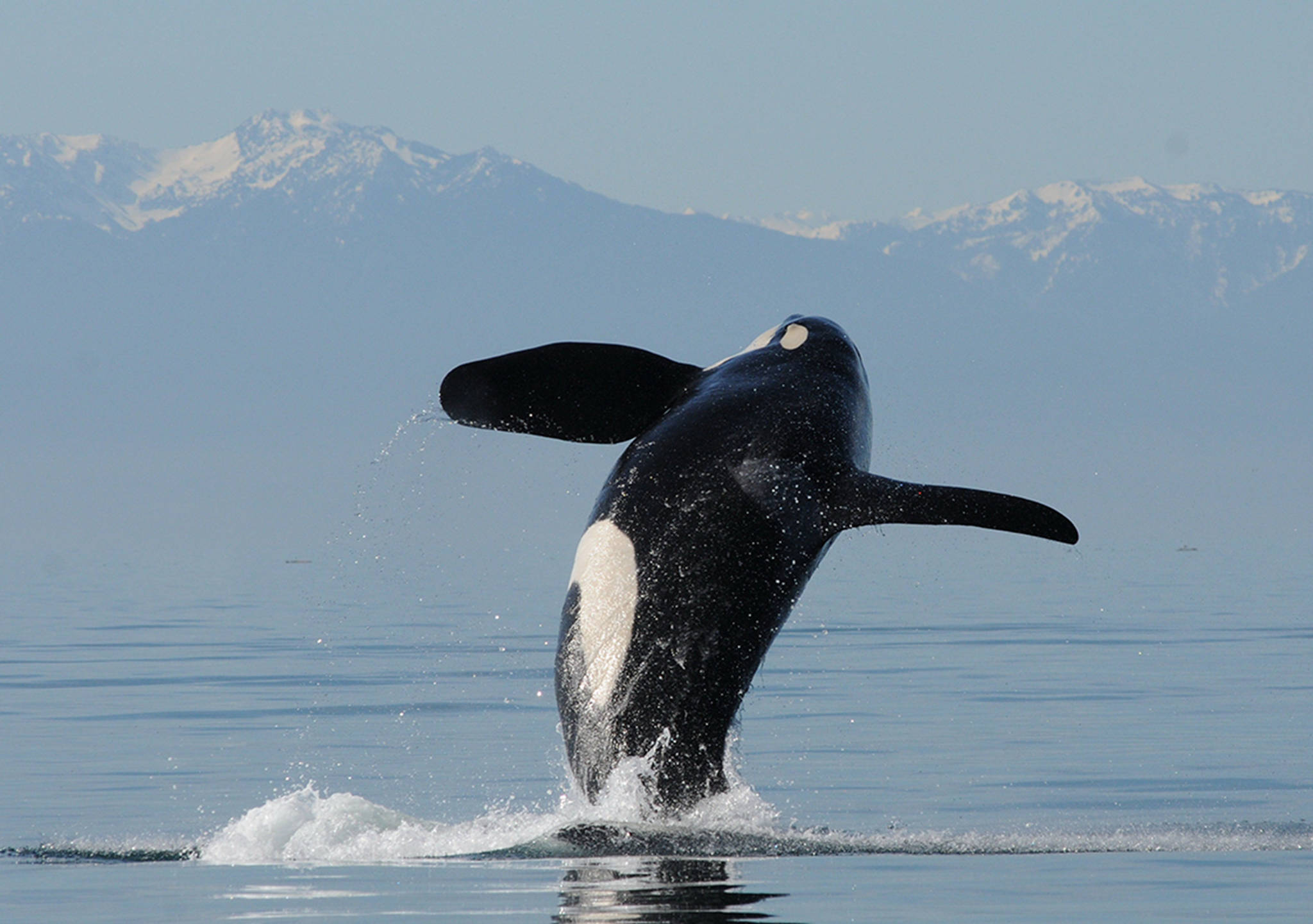 Captain Hobbes creates organization to protect orcas | Guest column