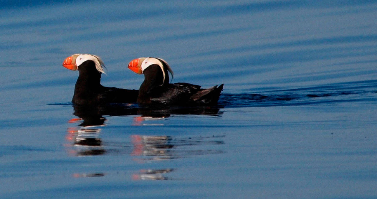 Contributed photo/SeaDoc Society                                Tufted puffins have historically visited the San Juans to mate in the summers.