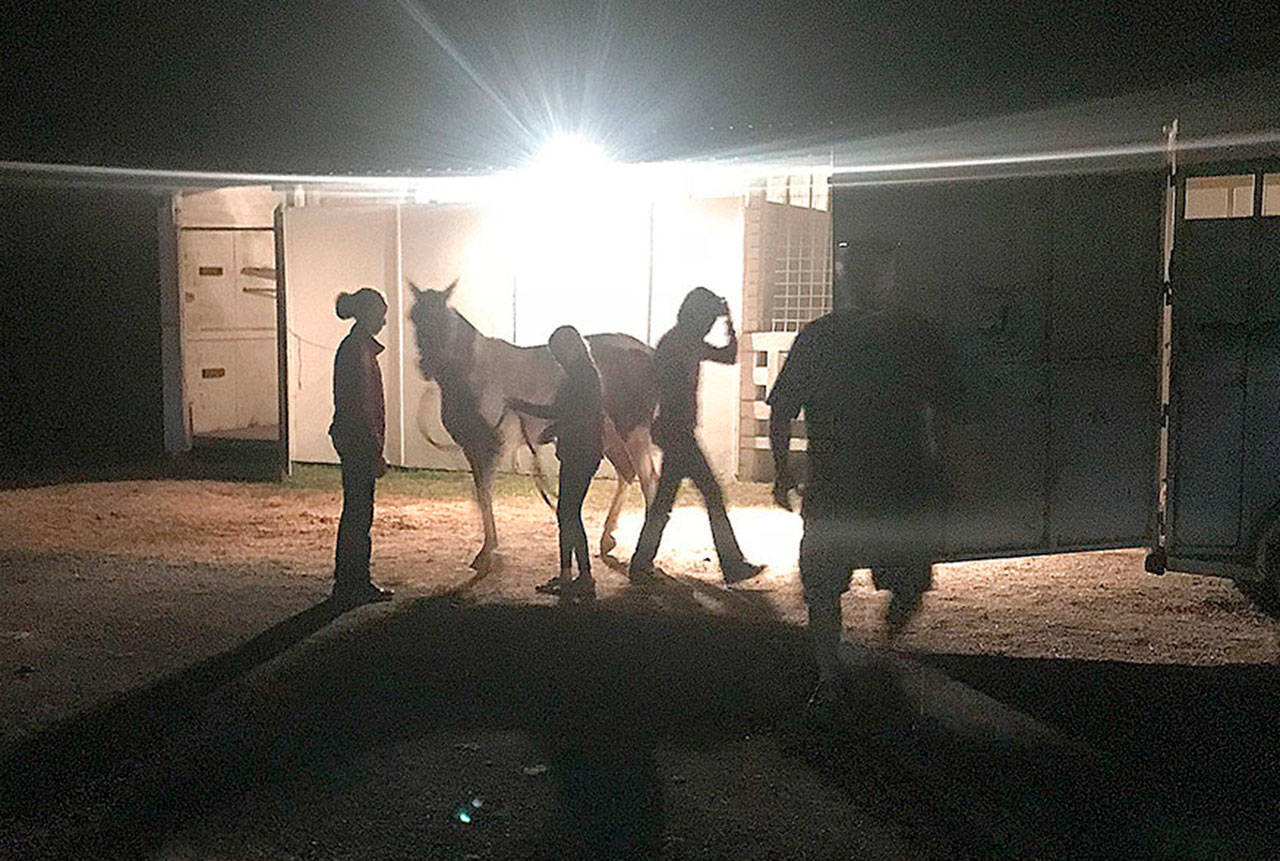 Contributed photo/Angela Douglas                                 Some of the fair participants unloading their horses around midnight.