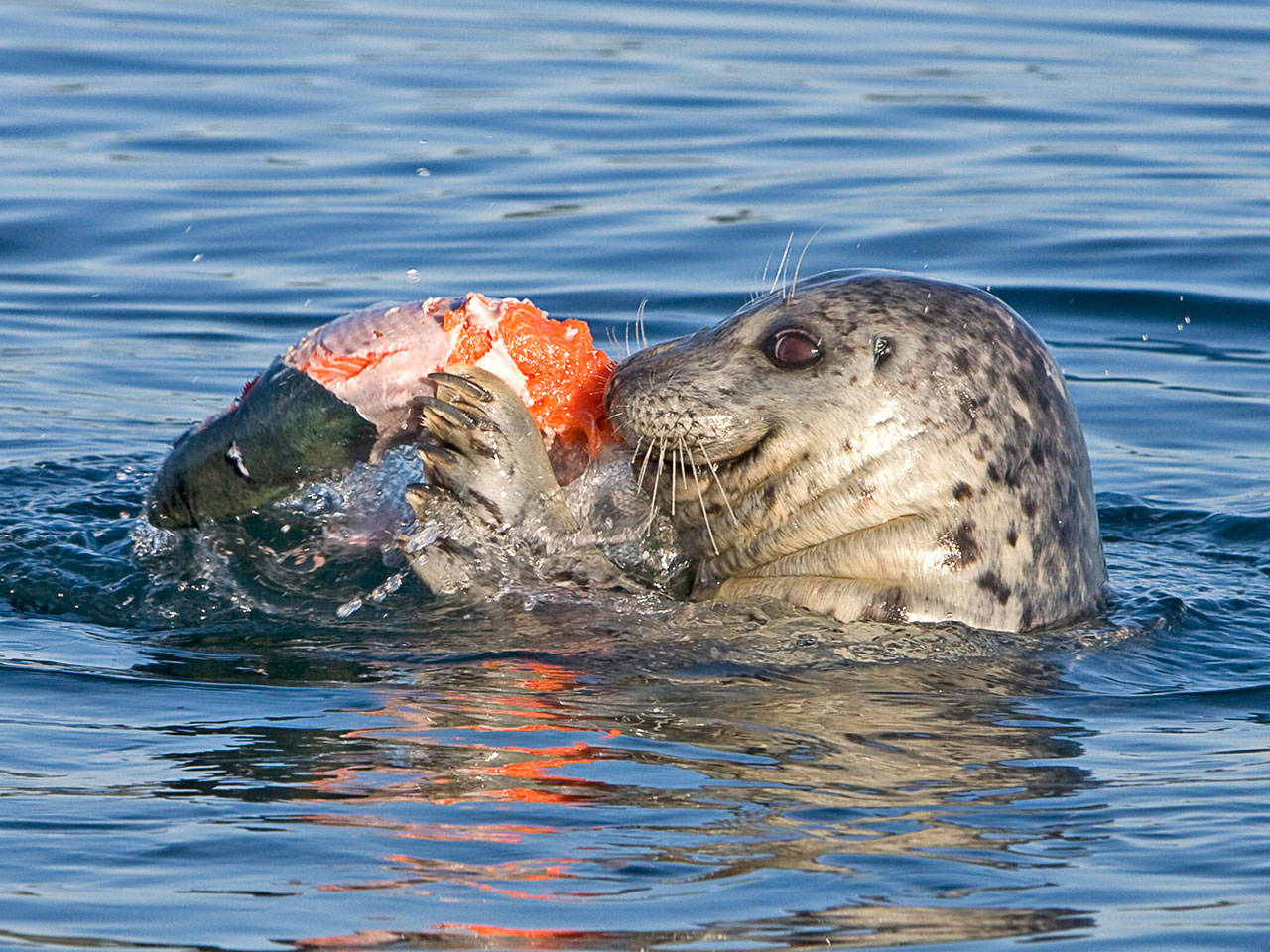 Contributed photo/Phil Green A harbor seal eats salmon in the San Juan Channel.